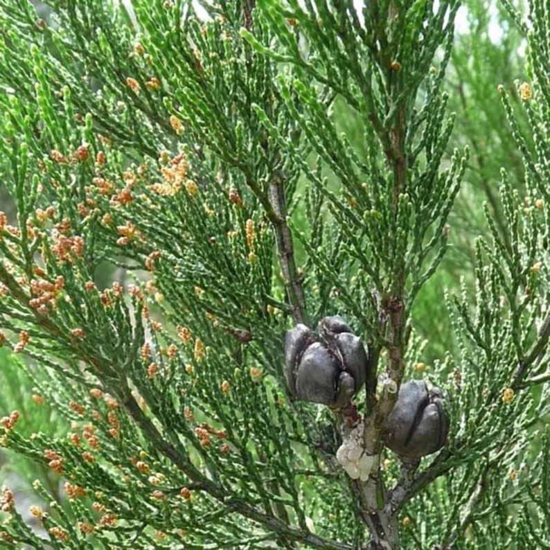 Native Black Cypress Pine Callitris
