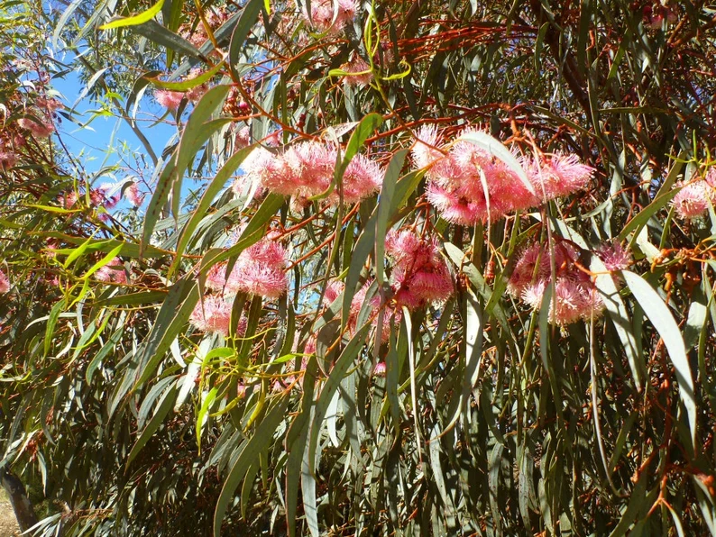 Eucalyptus torquata coral gum in flower