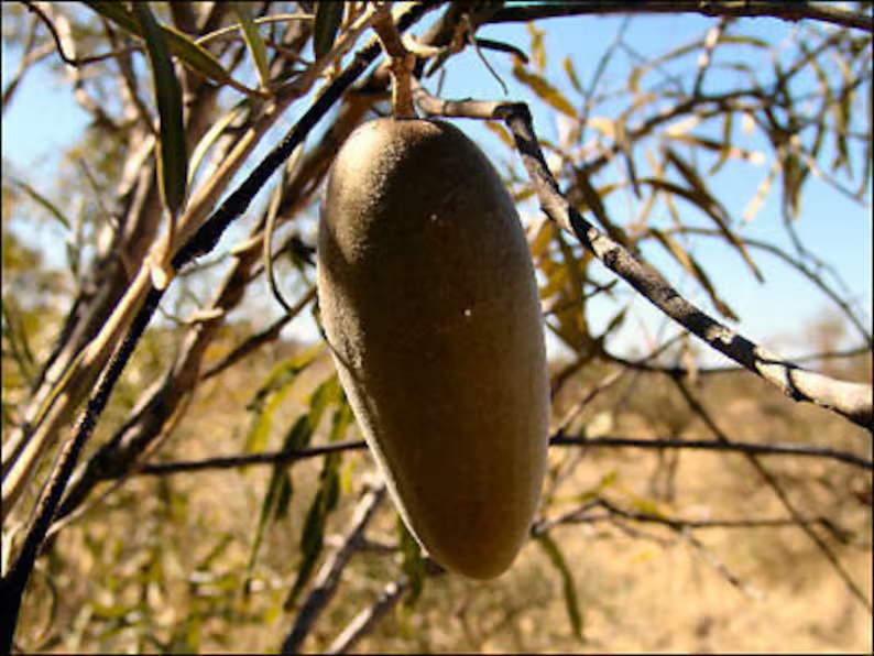 Native Bush Banana fruit, Marsdenia australis