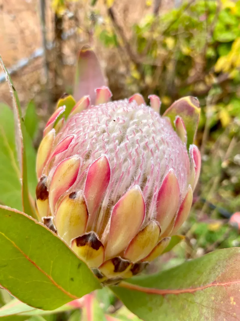 Protea magnifica Susara flower