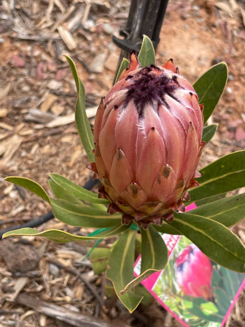 Pink Protea neriifolia flower